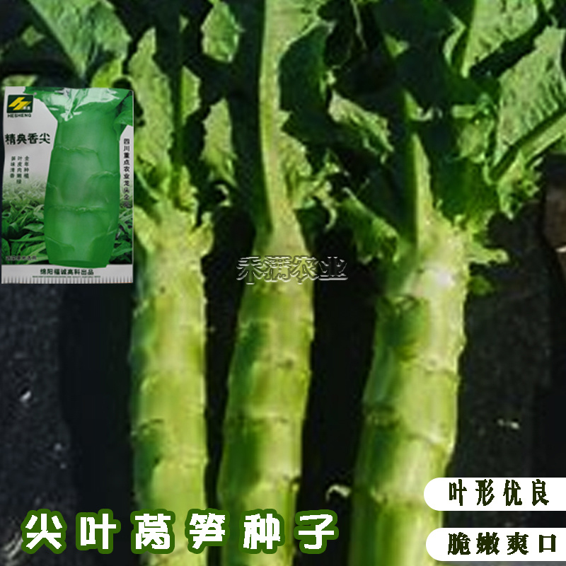 【抗热品种2-10月可种】四季莴笋种子清香味莴苣种籽夏季