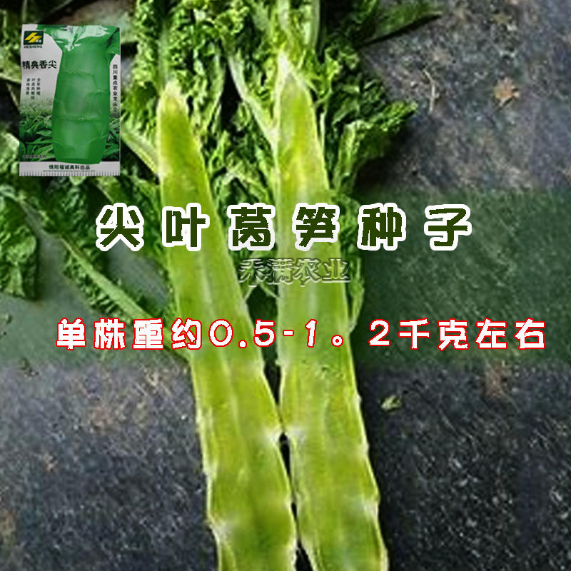 【抗热品种2-10月可种】四季莴笋种子清香味莴苣种籽夏季
