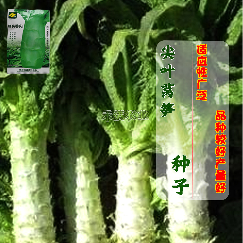 【抗热品种2-10月可种】四季莴笋种子清香味莴苣种籽夏季