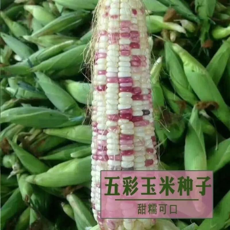 国审彩糯甜玉米种子高产玉米种子大玉米种非转基因超甜糯玉米