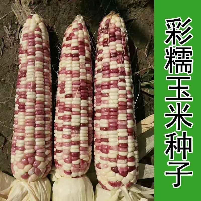 国审彩糯甜玉米种子高产玉米种子大玉米种非转基因超甜糯玉米