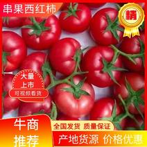 串果西红柿，穗番茄，产地供应，日供万斤，可视频质量好