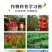 30%甲霜恶霉灵土传病害立枯根腐病猝倒病茎基腐病枯萎病