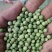【青豆】大量供应山东产地直发质量保证一手货源欢迎订购