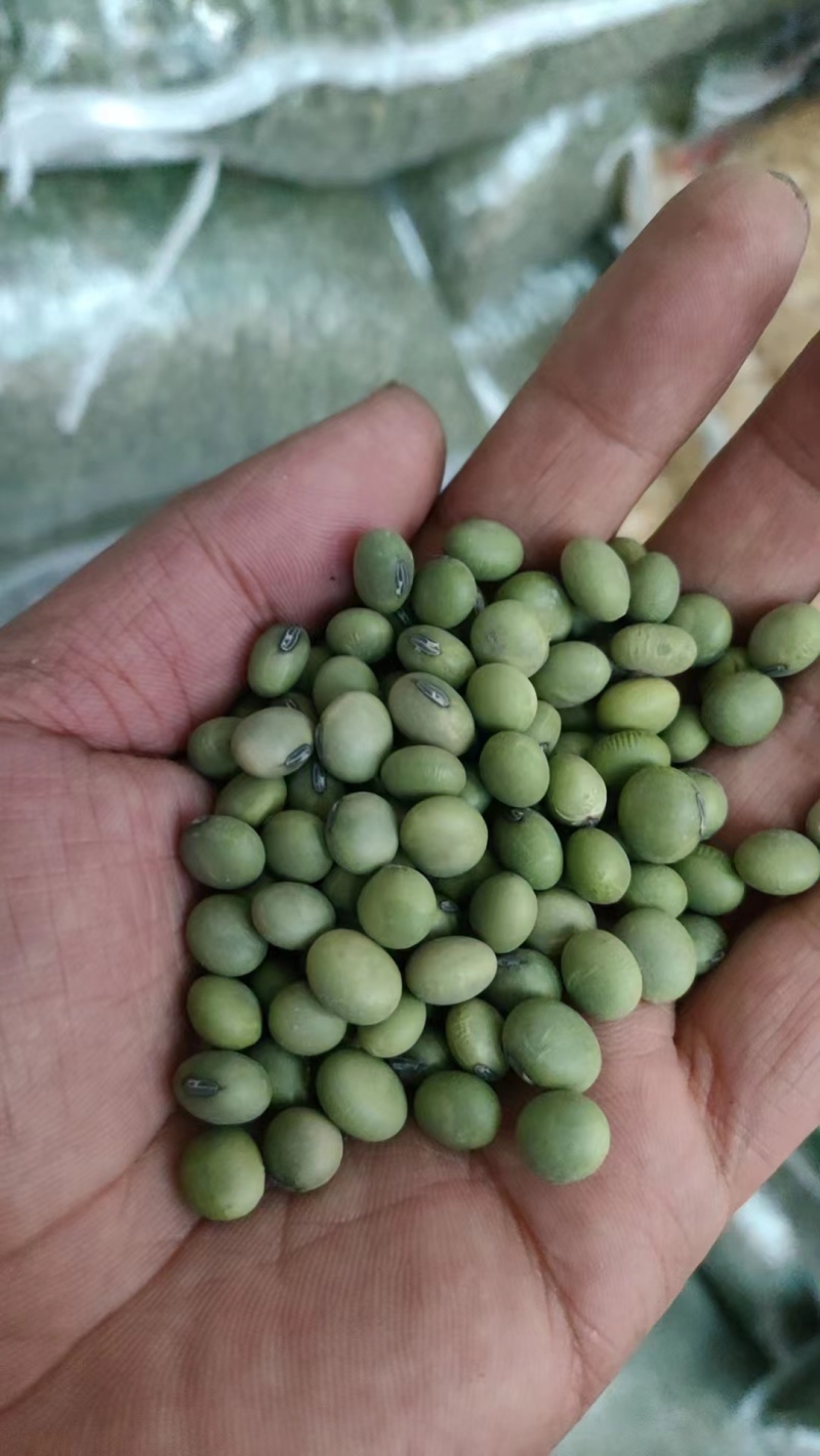 【青豆】大量供应山东产地直发质量保证一手货源欢迎订购