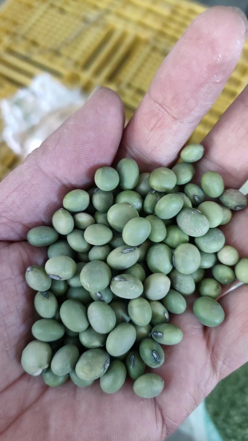 【青豆】大量供应山东产地直发质量保证一手货源欢迎订购