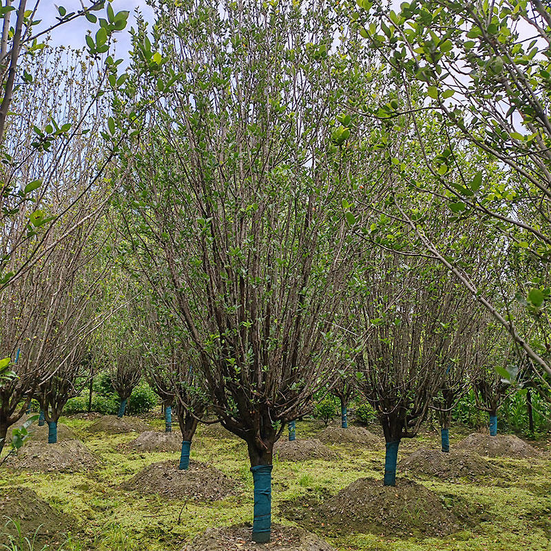 伟森园林基地直供12公分西湖海棠行道树常绿乔木