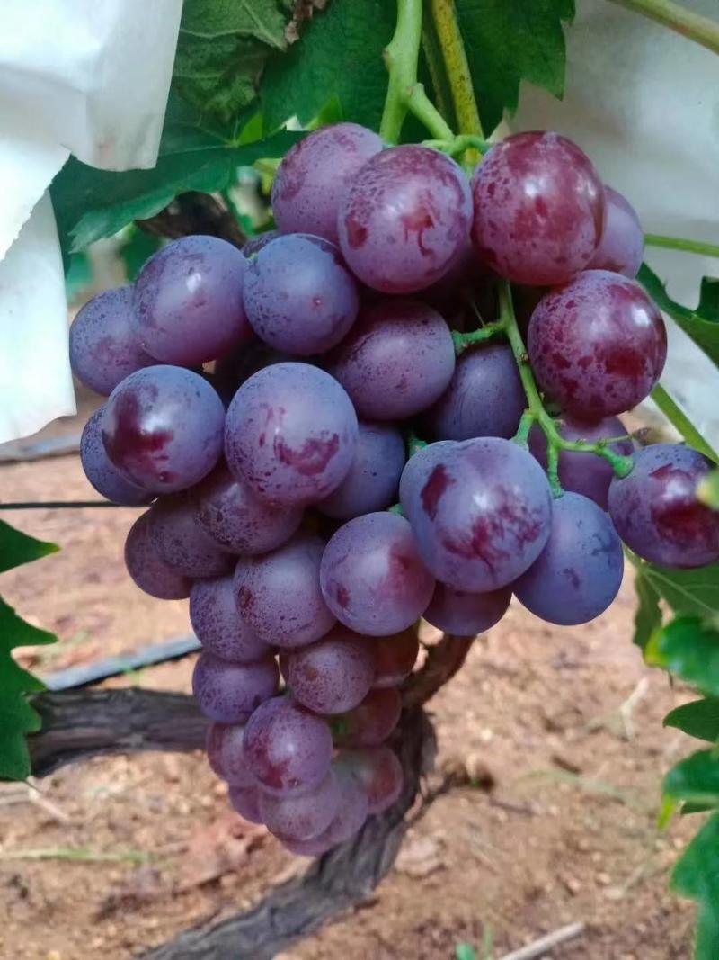 河北卢龙县玫瑰香葡萄苗种植基地一手货源价格稳定发货