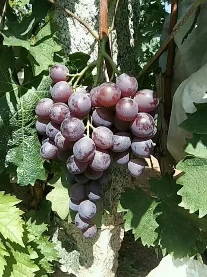 河北卢龙县玫瑰香葡萄苗种植基地一手货源价格稳定发货