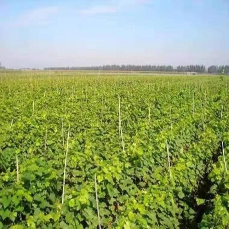 河北卢龙县玫瑰香葡萄苗种植基地一手货源价格稳定发货