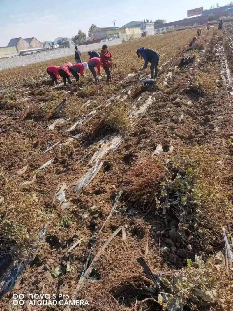 河北卢龙县玫瑰香葡萄苗种植基地一手货源价格稳定发货