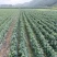 河北卢龙县深红无籽葡萄苗种植基地大量上市一手货源价格