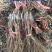 河北卢龙县深红无籽葡萄苗种植基地大量上市一手货源价格