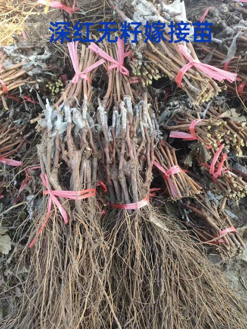 河北卢龙县深红无籽葡萄苗种植基地大量上市一手货源价格