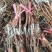 河北卢龙县深红无籽葡萄苗种植基地大量上市一手货源价格