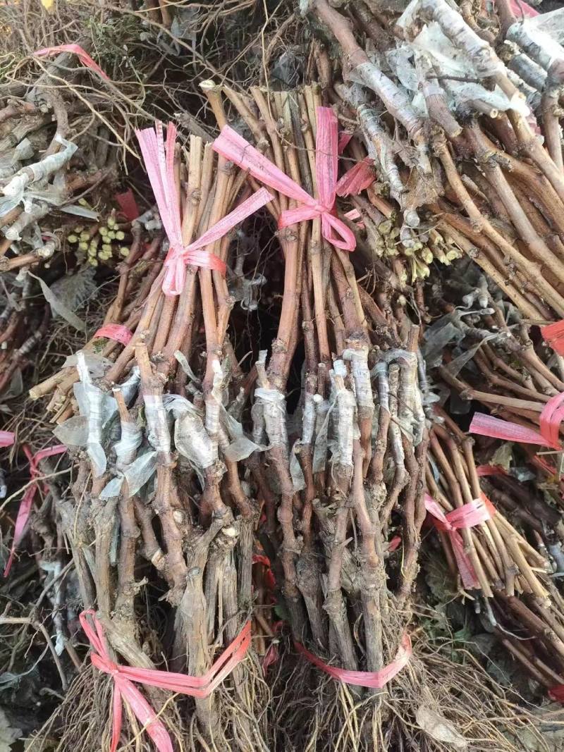 河北卢龙县深红无籽葡萄苗种植基地大量上市一手货源价格