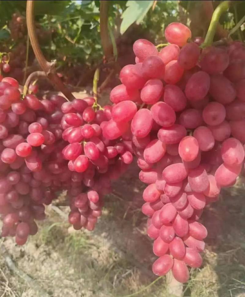 河北卢龙县深红无籽葡萄苗种植基地大量上市一手货源价格