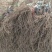 河北卢龙县深红无籽葡萄苗种植基地大量上市一手货源价格