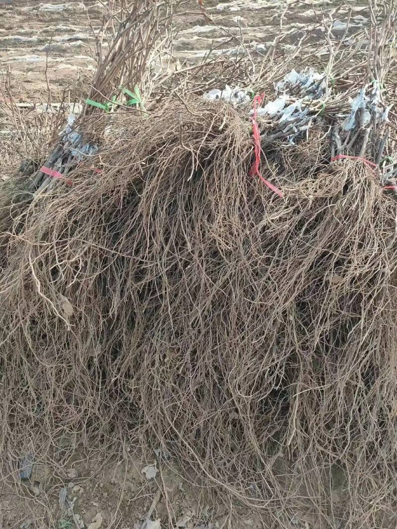 河北卢龙县深红无籽葡萄苗种植基地大量上市一手货源价格