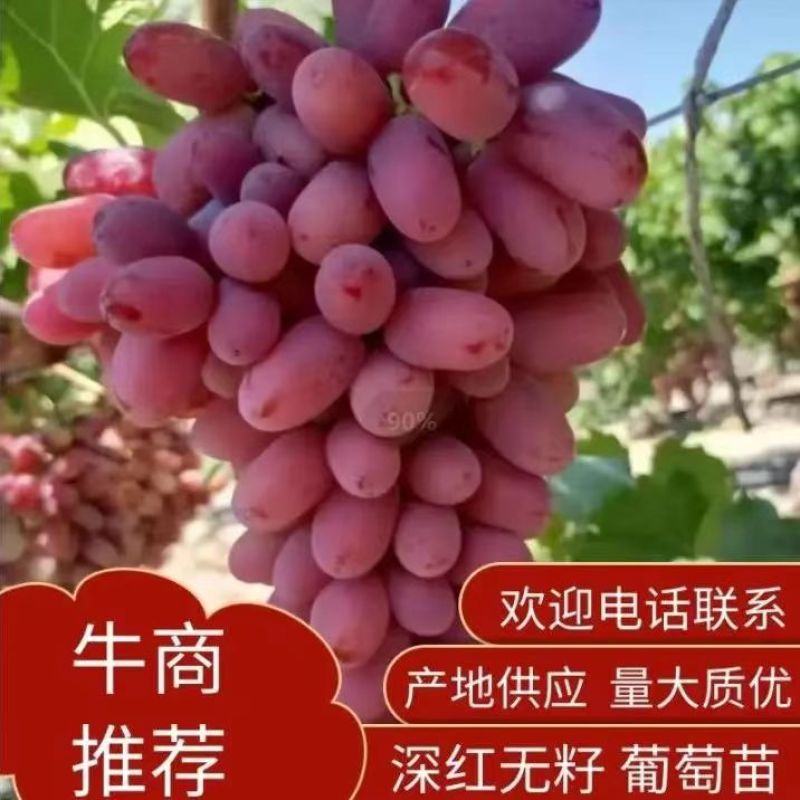 河北卢龙县深红无籽葡萄苗种植基地大量上市一手货源价格