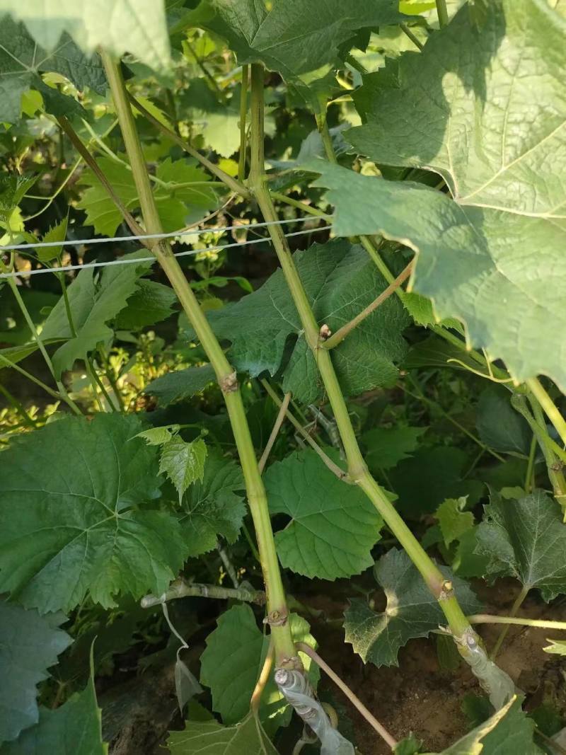 河北卢龙县深红无籽葡萄苗种植基地大量上市一手货源价格