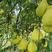 【推荐】白柚，大量供应，对接全国各大市场，欢迎来电采购
