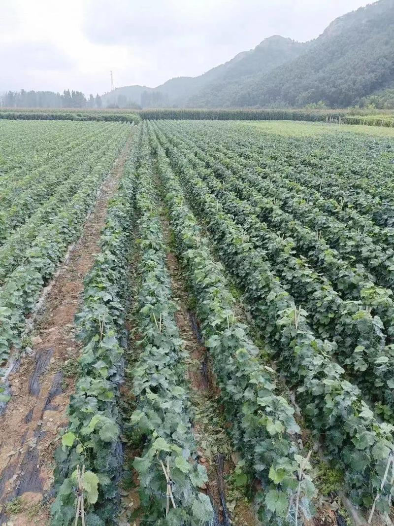 河北卢龙县深红无籽葡萄苗种植基地一手货源价格稳定
