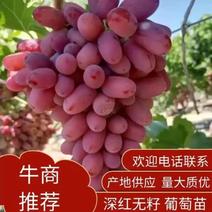 河北卢龙县深红无籽葡萄苗种植基地一手货源价格稳定