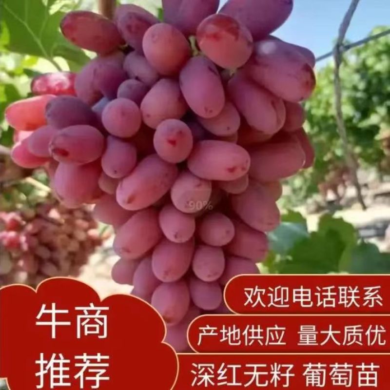 河北卢龙县深红无籽葡萄苗种植基地一手货源价格稳定