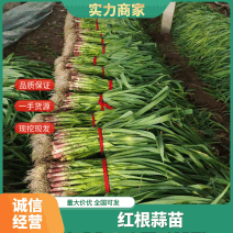 【红根蒜苗】山东蒜苗扒皮水洗蒜苗大量供应可视频看货