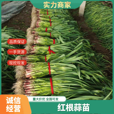 【红根蒜苗】山东蒜苗扒皮水洗蒜苗大量供应可视频看货