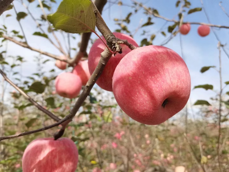 红富士苹果，苹果，供货稳定，市场价格透明，可视频看货