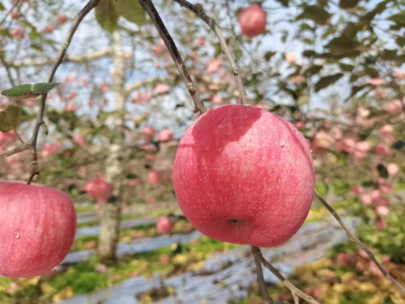 红富士苹果，苹果，供货稳定，市场价格透明，可视频看货