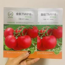 粉果番茄种子，中早熟，抗病抗TY病毒，硬度高耐裂果，耐热