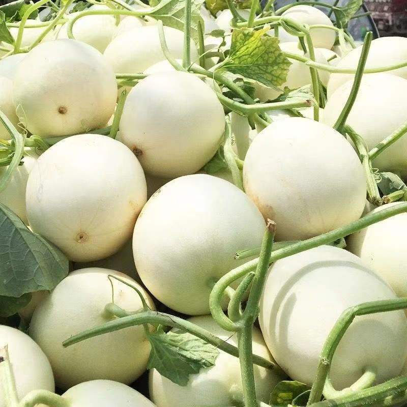礼品银蜜288白甜瓜种子薄皮白皮香瓜春夏季庭院农家