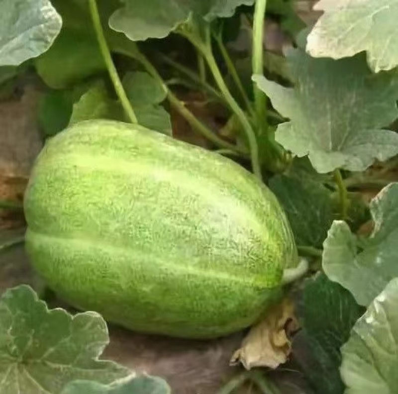 新香玉菜瓜种子脆瓜梢瓜种子甜脆汁多味清香生食凉拌腌制水果
