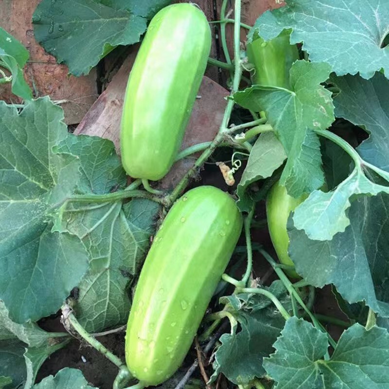新香玉菜瓜种子脆瓜梢瓜种子甜脆汁多味清香生食凉拌腌制水果