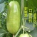 新香玉菜瓜种子脆瓜梢瓜种子甜脆汁多味清香生食凉拌腌制水果