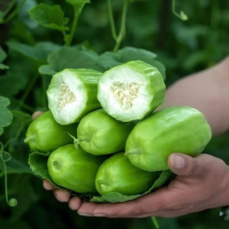 新香玉菜瓜种子脆瓜梢瓜种子甜脆汁多味清香生食凉拌腌制水果