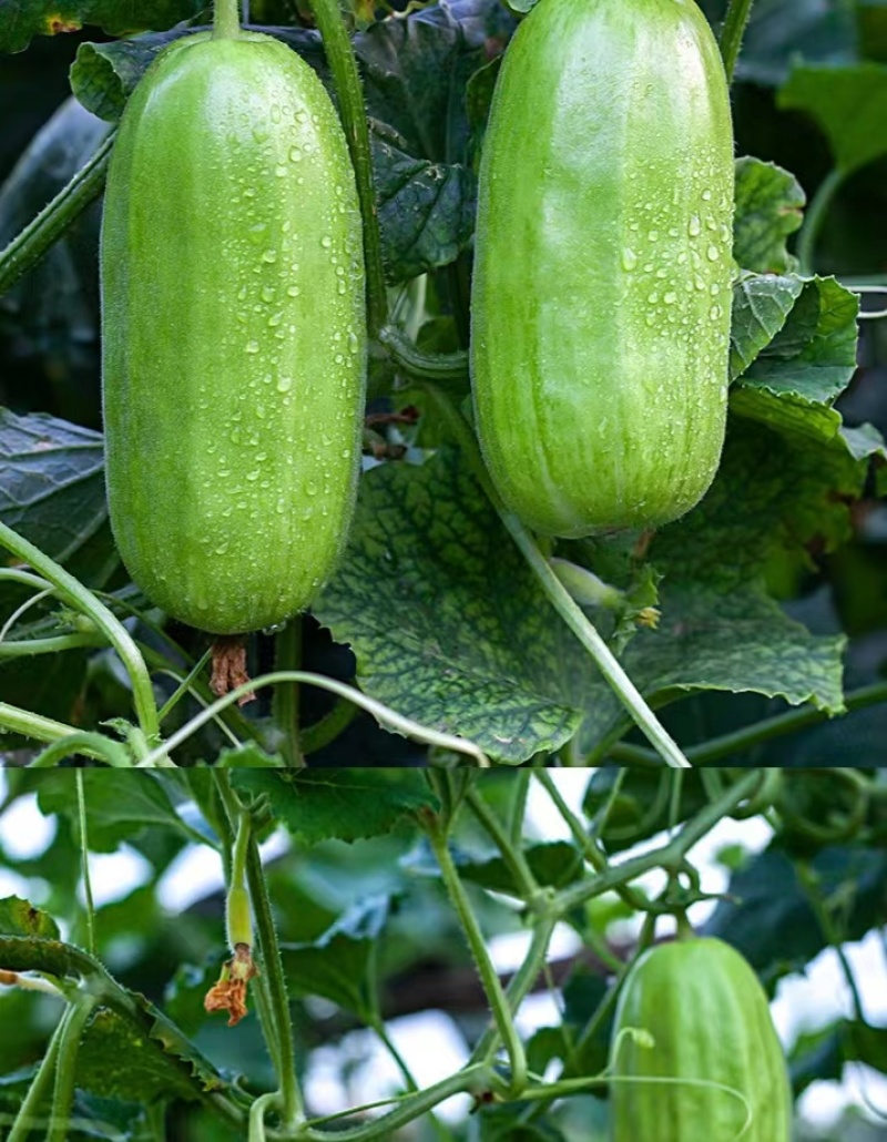 新香玉菜瓜种子脆瓜梢瓜种子甜脆汁多味清香生食凉拌腌制水果
