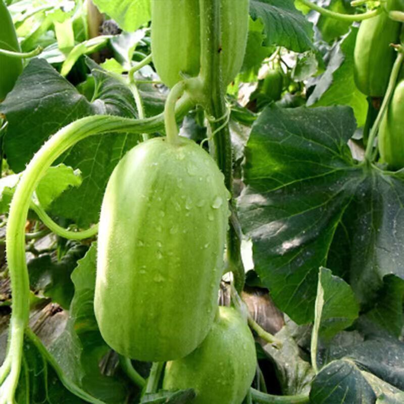 新香玉菜瓜种子脆瓜梢瓜种子甜脆汁多味清香生食凉拌腌制水果