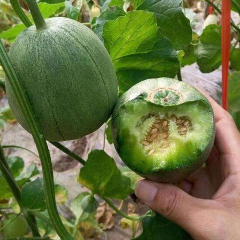 小麦酥甜瓜种子超甜脆坐果绿皮多绿肉香花糖分高抗病好耐重茬