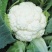 东壶山80天青梗松花菜种子高产抗病优质白花菜种籽农家春秋