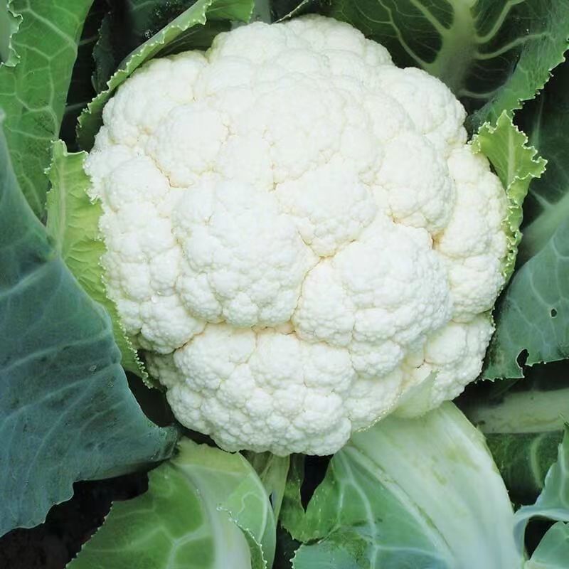 东壶山80天青梗松花菜种子高产抗病优质白花菜种籽农家春秋