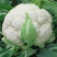 东壶山80天青梗松花菜种子高产抗病优质白花菜种籽农家春秋