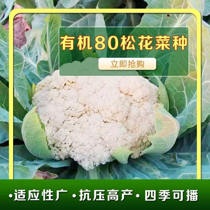 东壶山80天青梗松花菜种子高产抗病优质白花菜种籽农家春秋