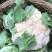 东壶山80天青梗松花菜种子高产抗病优质白花菜种籽农家春秋