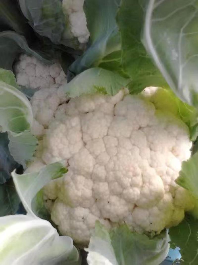 东壶山80天青梗松花菜种子高产抗病优质白花菜种籽农家春秋