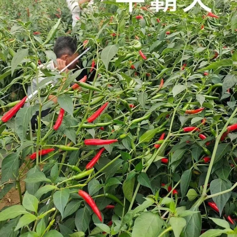 富乔双抗椒龙辣椒种子大果朝天椒超级大号雷神朝天椒种子