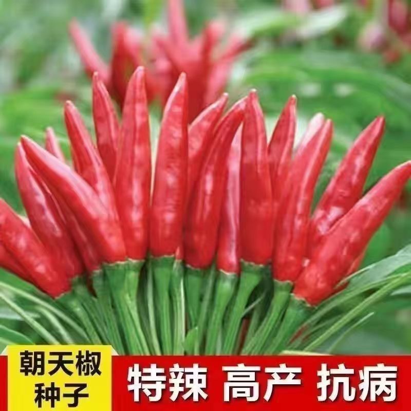 辣多美朝天椒种子大果型簇生朝天椒种子皮厚籽多高辣度抗病